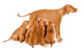 beautiful-hungarian-vizsla-mom-breastfeeding-her-puppies-white-surface