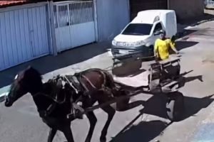 cavalo-desgovernado-derruba-carroceiro-1200x800-1
