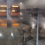 chuva-em-samambaia