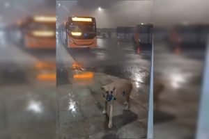 chuva-em-samambaia