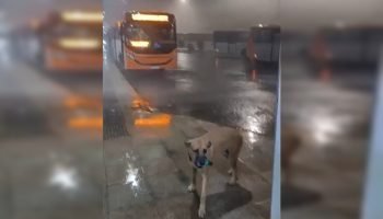 chuva-em-samambaia