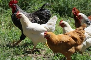 galinhas-frango-1200x675-1