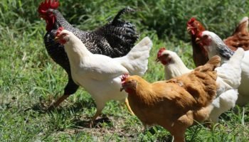 galinhas-frango-1200x675-1