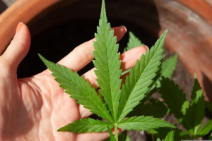 maconha-supera-cigarro-nos-eua