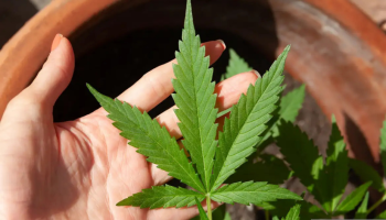 maconha-supera-cigarro-nos-eua