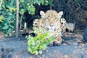 onca-avistada-no-pantanal