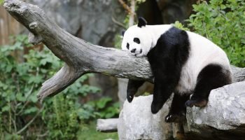 pandas-1