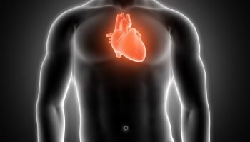 3D medical male figure with heart highlighted