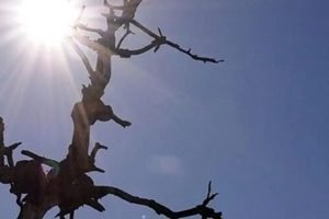 sol-seca-660x330